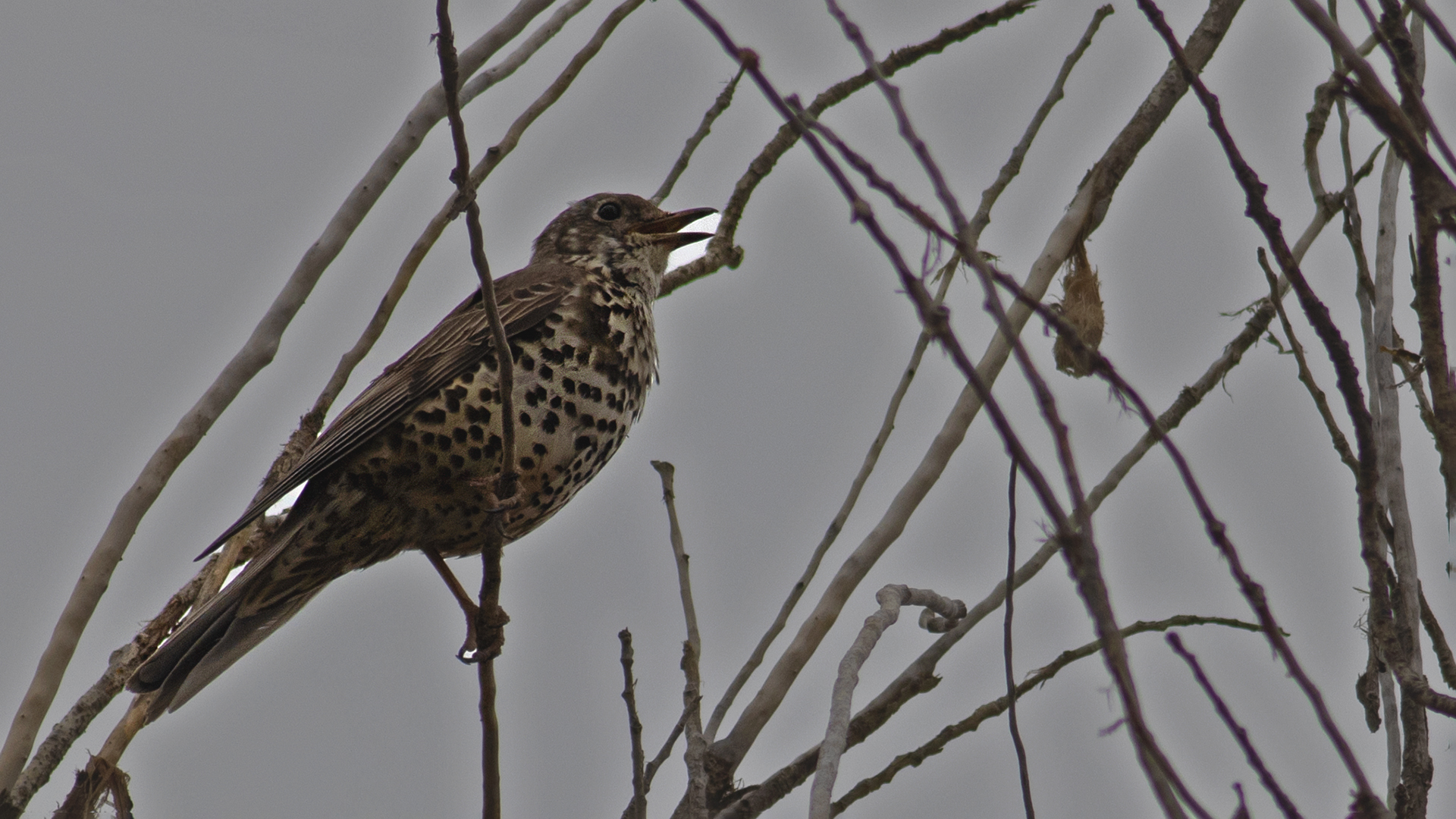Song Thrush